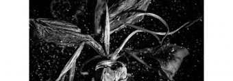 Theriuss Allan Zaragoza: Flos